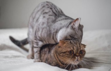 Kediler seks sahnesi