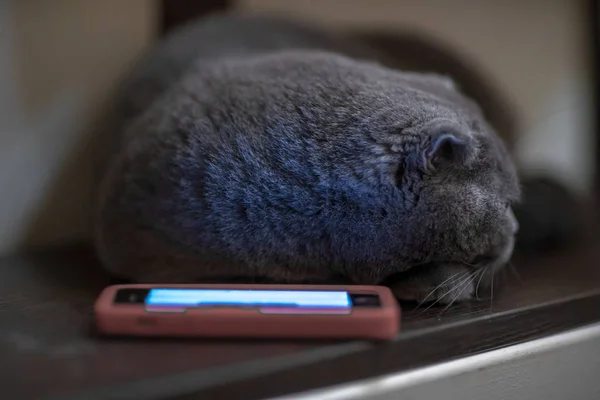 Blue cat near the phone in the evening