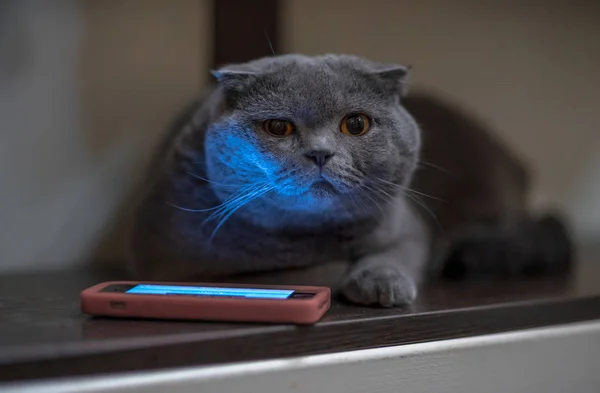 Blue cat near the phone in the evening