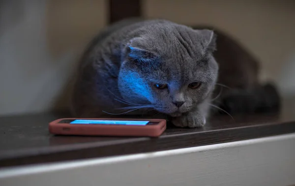 Blauwe kat in de buurt van de telefoon in de avond — Stockfoto