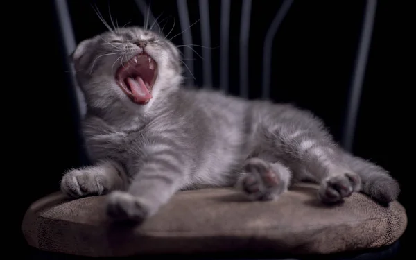 Bocejo rindo gatinho escocês vezes — Fotografia de Stock