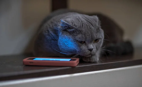 Gatto blu vicino al telefono la sera — Foto Stock