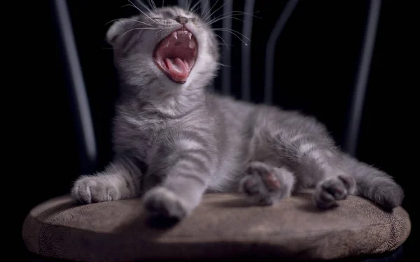 Esneme gülen yavru kedi İskoç fold