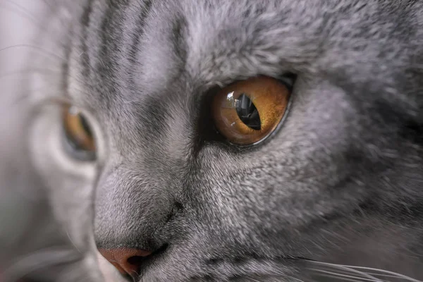 Cats golden eye close portrait — Stock Photo, Image