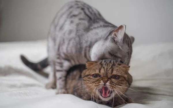 Katzen-Sex-Szene — Stockfoto