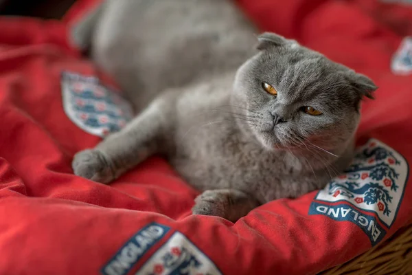 Μπλε scottish Διπλώνετε γάτα με τα λυπημένα μάτια καθορίζει σε ένα κόκκινο χαλί — Φωτογραφία Αρχείου