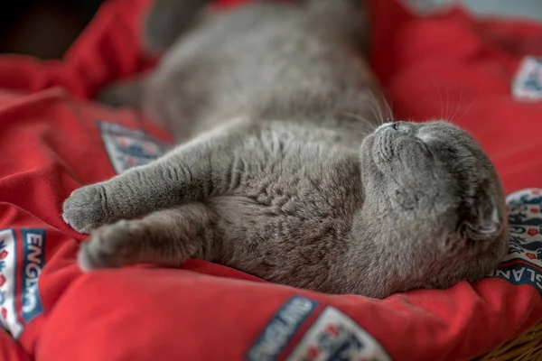 Azul escocés plegable gato con triste ojos pone en un rojo alfombra —  Fotos de Stock