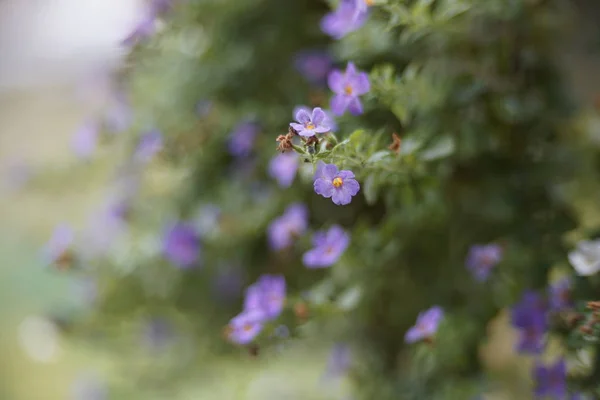 Hängande Blomkrukor Luften Trädgården Eller Parker Outdorrs — Stockfoto