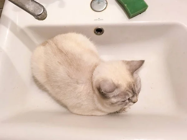 Scottish Recta Chichilla Gato Sentado Lavabo Esperando Para Agua Dulce — Foto de Stock