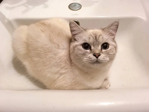 苏格兰纯正的奇奇利亚猫坐在洗脸盆里等着她的淡水 — 图库照片