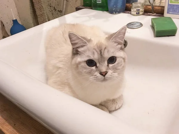 Scottish Gato Chichilla Linha Reta Sentado Lavatório Espera Água Doce — Fotografia de Stock