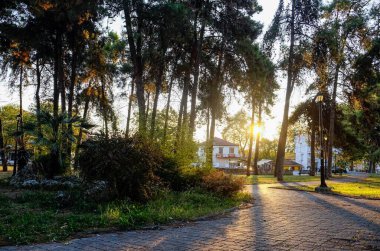 Sunrise at Greece through the pine tree