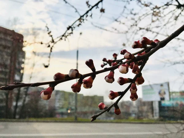 Kirschbäume Blühen Der Stadt — Stockfoto