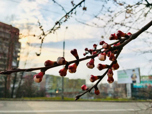 Körsbärsträd Blommar Staden — Stockfoto