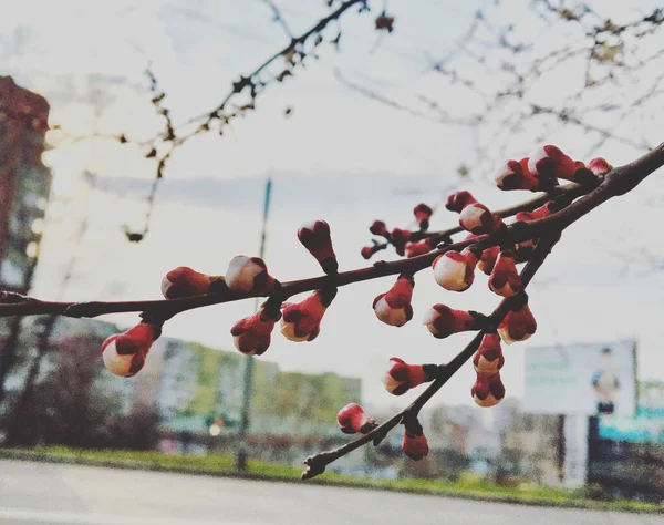 Cherry Tree Blossom City — Stock Photo, Image