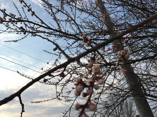 Cseresznyefavirág Városban — Stock Fotó