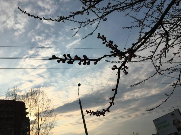 Kersenbomen Bloeien Stad — Stockfoto