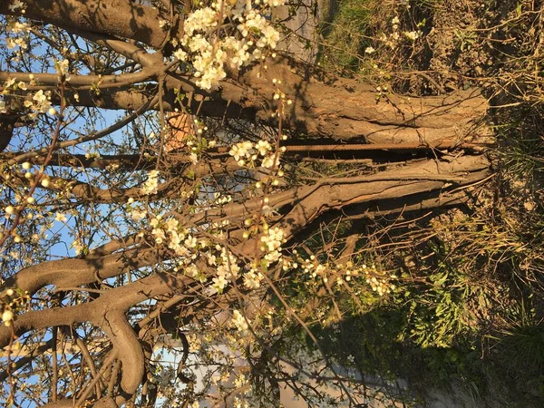 Fiori Ciliegio Città — Foto Stock