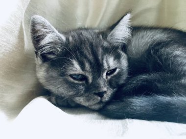 Nadir bulunan İskoç Heteroseksüel kedi yavrusu - siyah duman