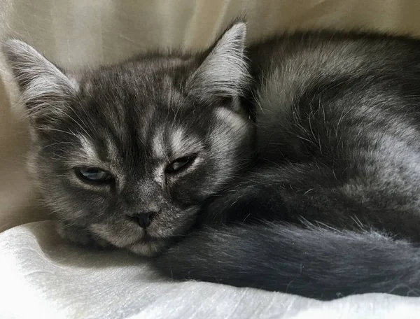 Chaton Droit Écossais Couleur Rare Fumée Noire — Photo