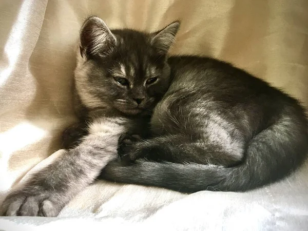 Chaton Droit Écossais Couleur Rare Fumée Noire — Photo