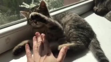 İskoç bir kedinin sırtında altın rengi bir tekir.