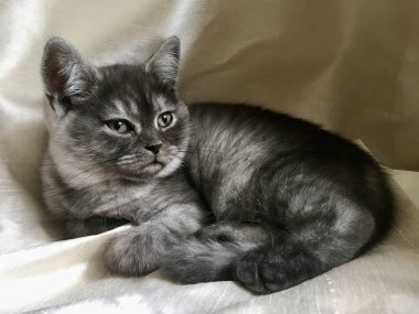 Nadir bulunan İskoç Heteroseksüel kedi yavrusu - siyah duman