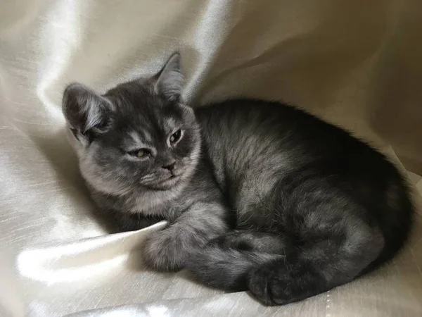 Chaton Droit Écossais Couleur Rare Fumée Noire — Photo