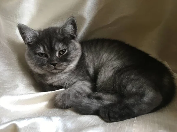 Scottish Straight Kitten Von Seltener Farbe Schwarzer Rauch — Stockfoto