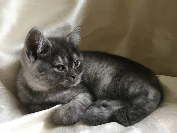 Gatinho Direto Escocês Cor Rara Fumaça Preta — Fotografia de Stock