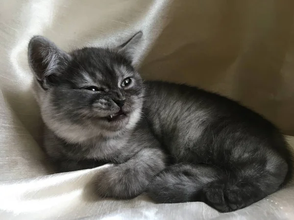 Scottish Straight Kitten Von Seltener Farbe Schwarzer Rauch — Stockfoto