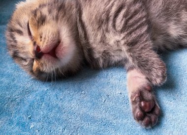 Altın renkli İskoç kedisine siyah tekir