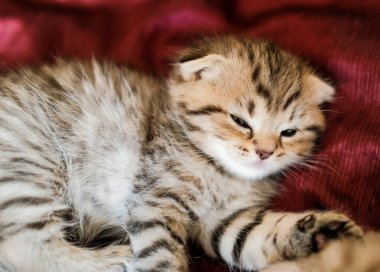 Altın renkli İskoç kedisine siyah tekir