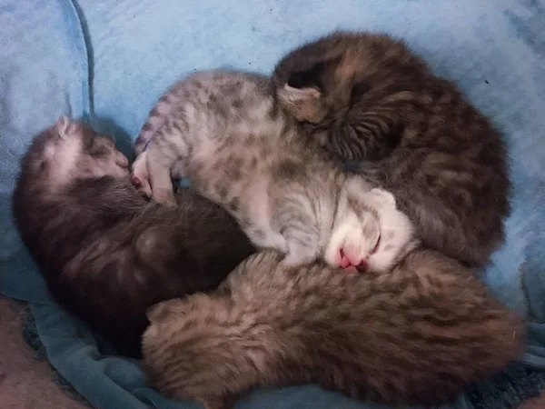 Yeni doğmuş İskoç kediler ellerinde