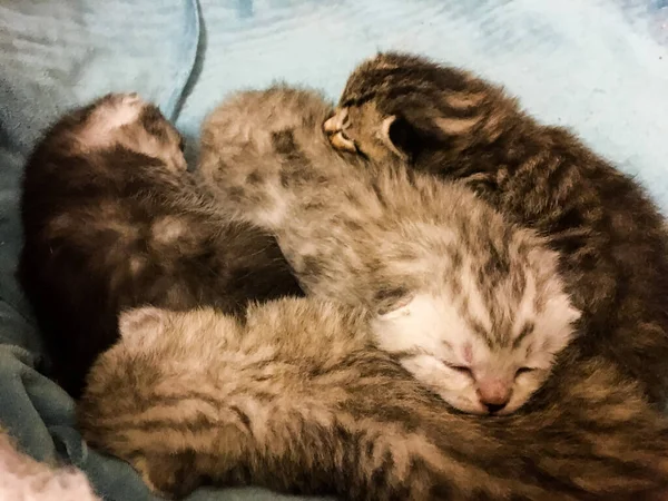 Gatinhos Escoceses Recém Nascidos Mãos — Fotografia de Stock