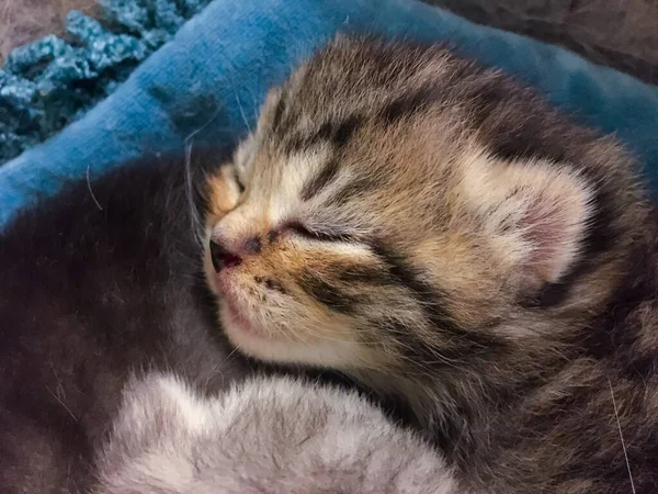 Black Tabby Gold Scottish Fold Kitten — Stock Photo, Image