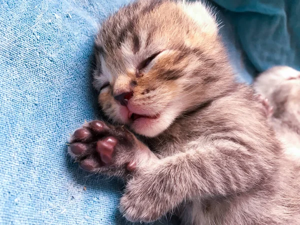 Sleepy Newborn Scottish Kittens Human Hands Closed Eyes Close Camera — Stock Photo, Image