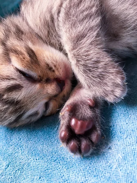 Black Tabby Gold Scottish Fold Kitten — Stock Photo, Image