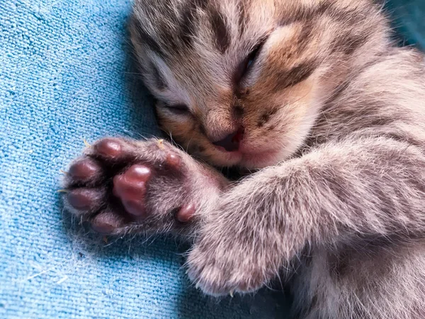 Negro Tabby Oro Escocés Pliegue Gatito — Foto de Stock