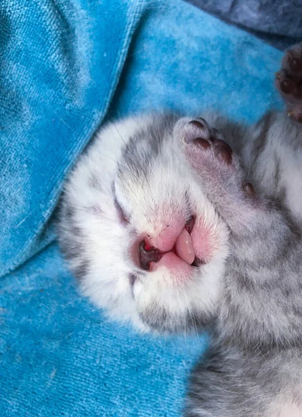 Sleeping Black Tabby Silver Scottish Fold Kitten — Stock Photo, Image