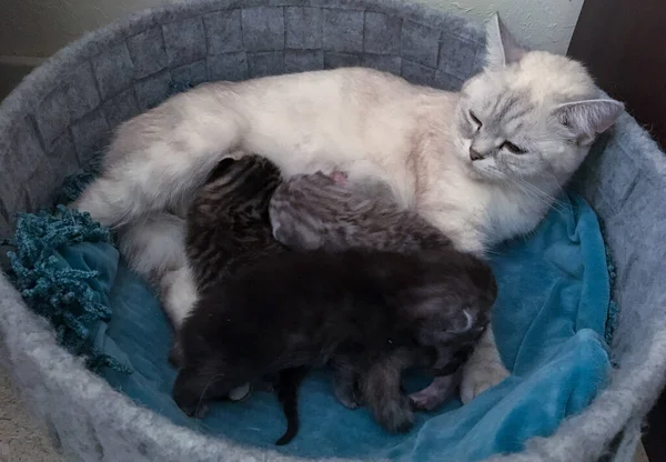 Kleine Kätzchen Schotten Trinken Milch Mama Katzen Aus Der Brustwarze — Stockfoto