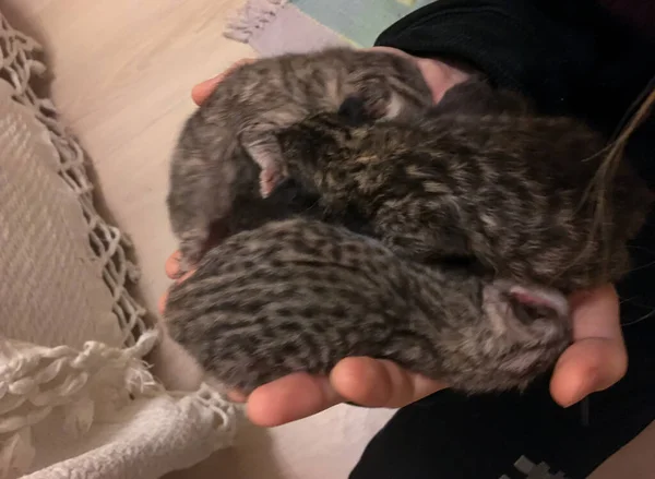 Neugeborene Schottische Kätzchen Auf Händen — Stockfoto
