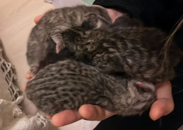 Neugeborene Schottische Kätzchen Auf Händen — Stockfoto