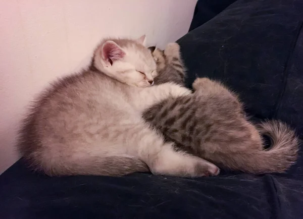 Two Scottish Kittens Hugging Each Other — Stock Photo, Image