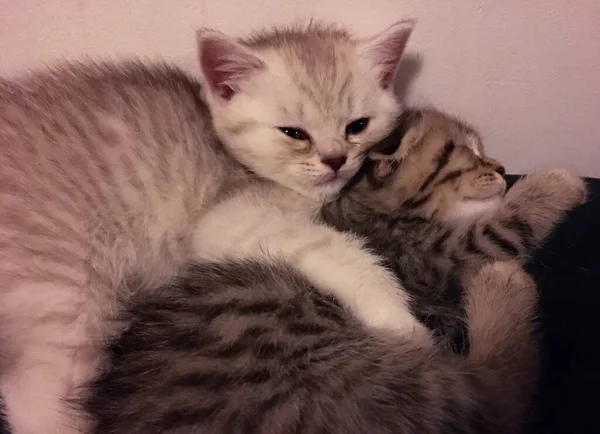 Dos Gatitos Escoceses Abrazándose — Foto de Stock