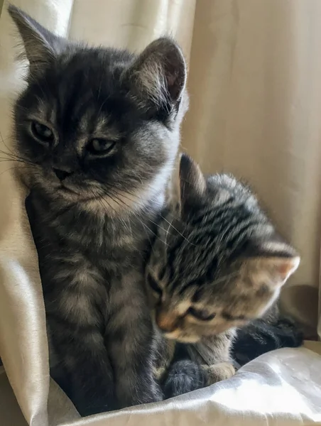 Gatinhos Escoceses Fumaça Preta Tabby Preto Ouro — Fotografia de Stock