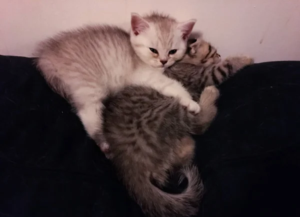 Twee Schotse Kittens Knuffelen Elkaar — Stockfoto