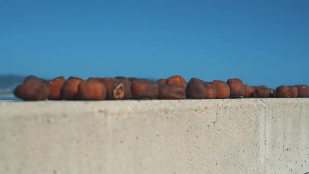 Uitzicht op gedroogde persimmons tegen de zee bij helder weer. — Stockvideo