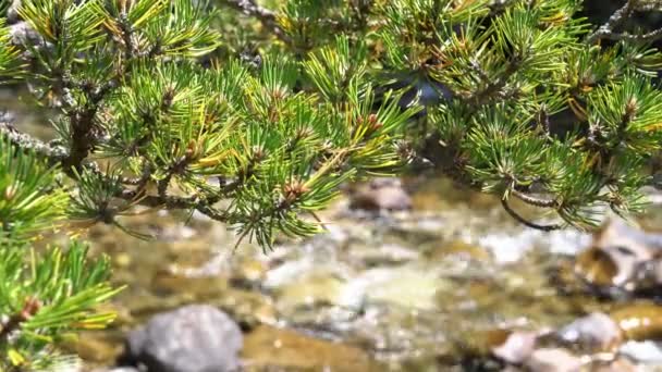 Spruce branch against the backdrop of a mountain river in sunny weather — Stock Video