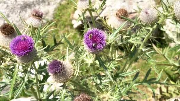 Une abeille recueille le miel des fleurs de montagne. concept de miel biologique . — Video